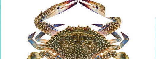 Blue Swimming Crab — illustrative product photograph