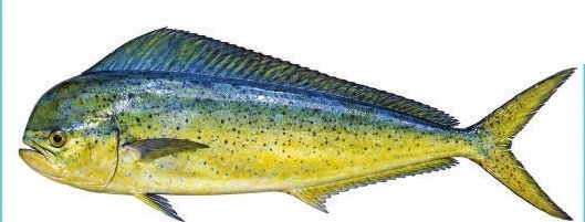Mahi Mahi — illustrative photograph