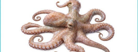Octopus — illustrative product photograph