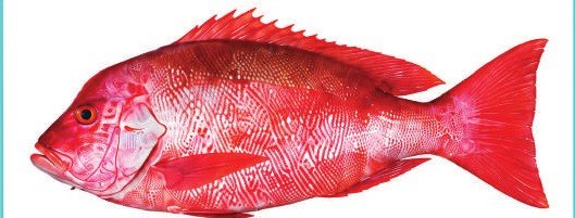 Red Snapper — illustrative seafood catalogue photograph