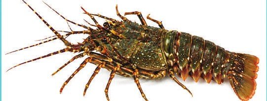 Rock Lobster — illustrative product photograph